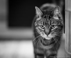 A tabby cat looking just off camera