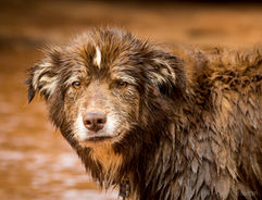 Wet-brown-dog-looks-at-camera