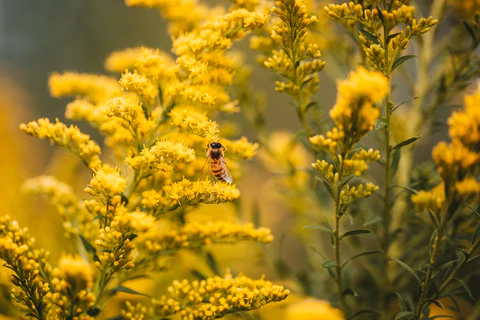 Bee on manuka bush.webp