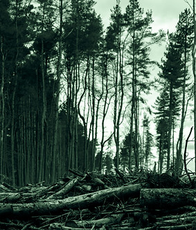 woods.jpg