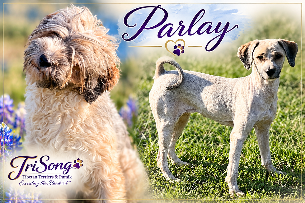 Parlay_ A Dreamy Portrait Collage.png