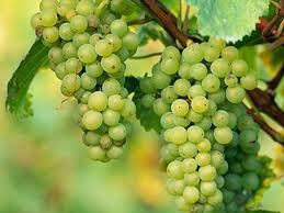 grapes.jpeg
