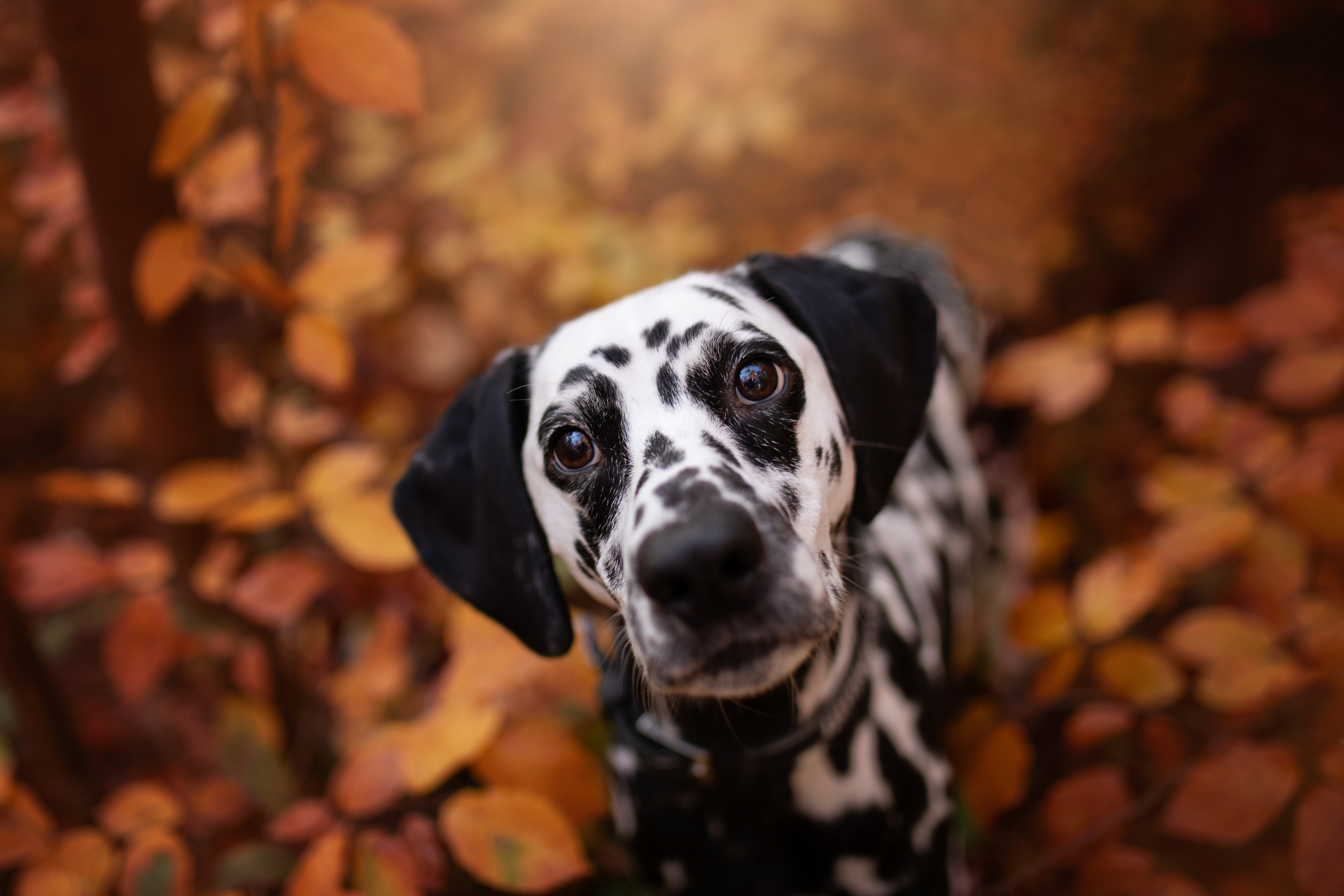 HIPPOPHYSIO EMILIE DEPASSE