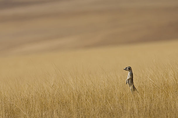 Meerkat in the bushveld