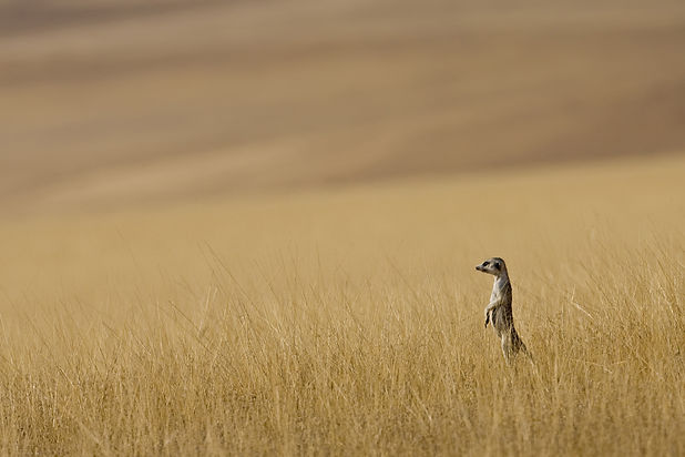 Meerkat in the bushveld