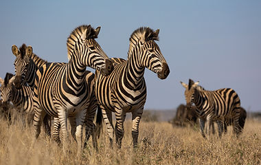 Kruger National Park