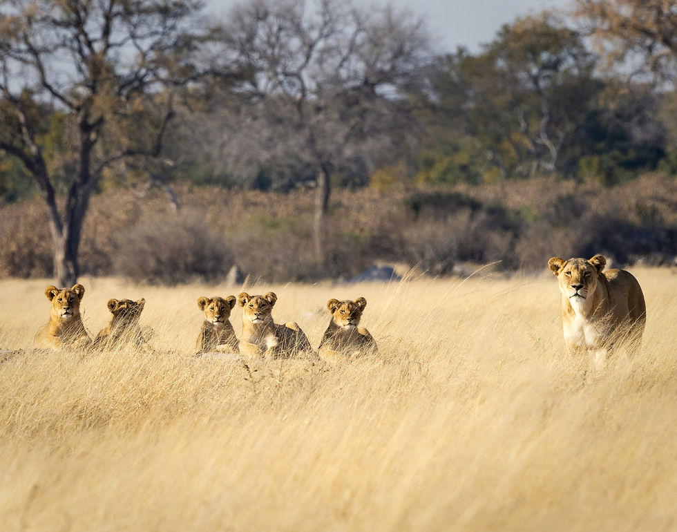 Zimbabwe Exclusive use villas