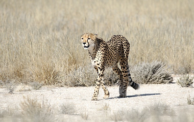 Kgalagadi Transfrontier Park