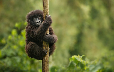 Gorilla & Chimp Safaris 