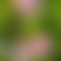 2025/5/17 ガーデニング大盛況