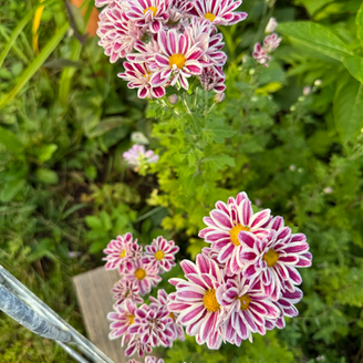 2025/5/17 ガーデニング大盛況