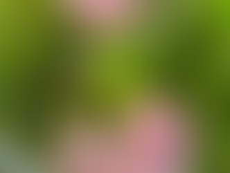 2025/5/17 ガーデニング大盛況