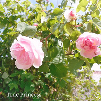 2025年ガーデニングありがとうございました