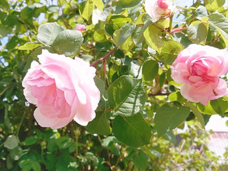 2025年ガーデニングありがとうございました