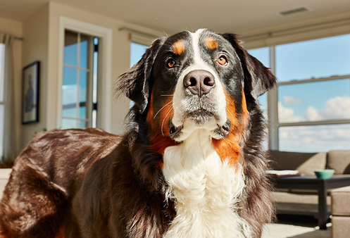 A Bernese Mountain Dog resting at a window