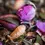 Miniature : TISANE INFUSETTE NUIT PAISIBLE BIO (x20)