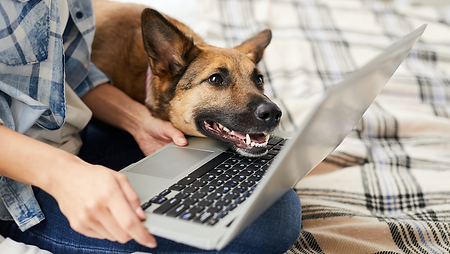 doglaptop.png