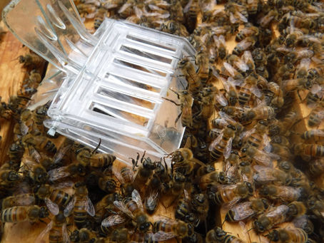 The Swarm II! - The Sequel