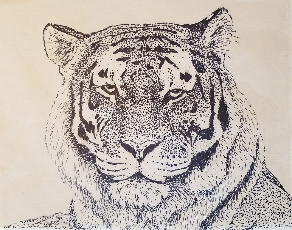 Pen and Ink Tiger