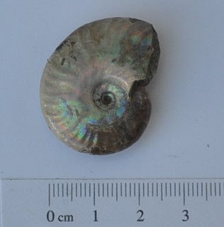 amonite