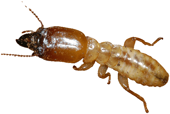 Termite100.gif