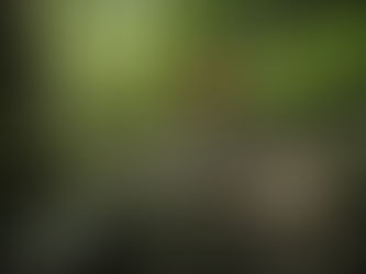 Der Naturschutzbund Deutschland hat kein Problem mit Mountainbikern auf Wegen