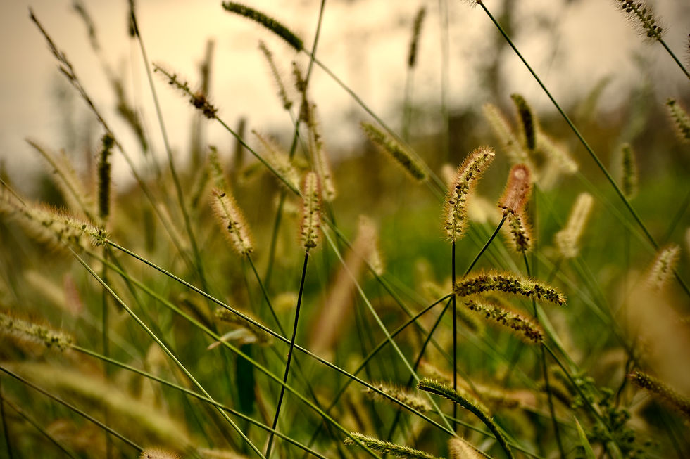 DSC_0229.JPG