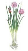 chives.jpg
