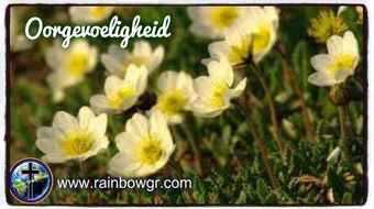 Oorgevoeligheid