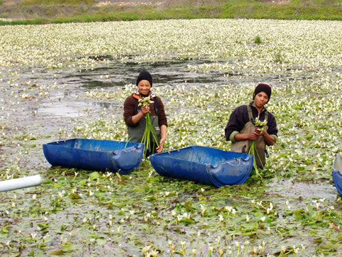 Waterblommetjiebredie Recipe Van die Boland.jpg