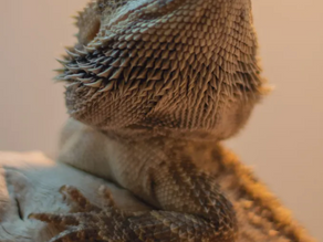 Store supports bonding with reptilian, amphibious friends