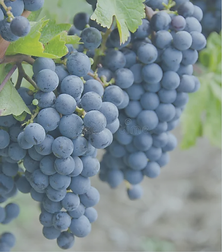 DOMAINE.png