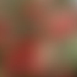 SALADE DE LENTILLES GERMEES