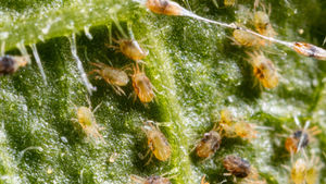 カネマイトフロアブルはどうやって使う？ ─イチゴ、ナスに付くハダニやチャノホコリダニを防除するカネマイトフロアブルの使い方を徹底解説！