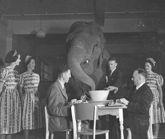 人材採用における選考の場でも応募書類・履歴書写真を通じてElephant in the roomは発生します