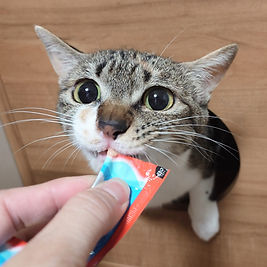 ミモザ