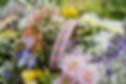 2605PiaraPawfect-66.JPG