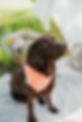 2605PiaraPawfect-164.jpg