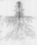 roots.jpg
