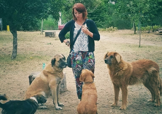 Portugal and the farm dogs
