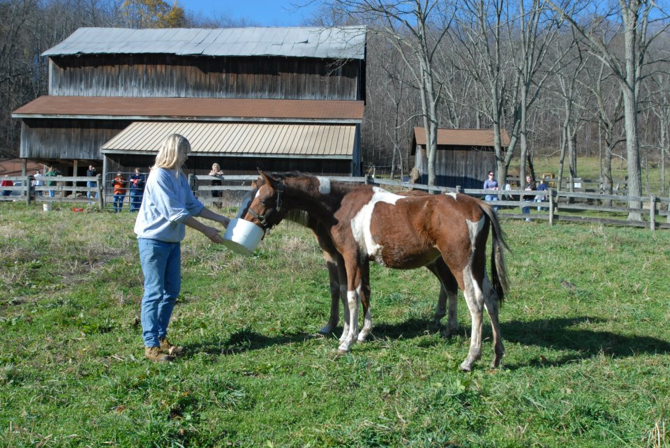 SCEA Second Chance Equine Association