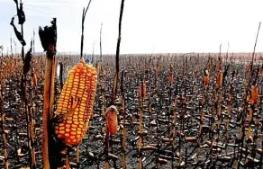The Role of Technology in Achieving Global Food Security