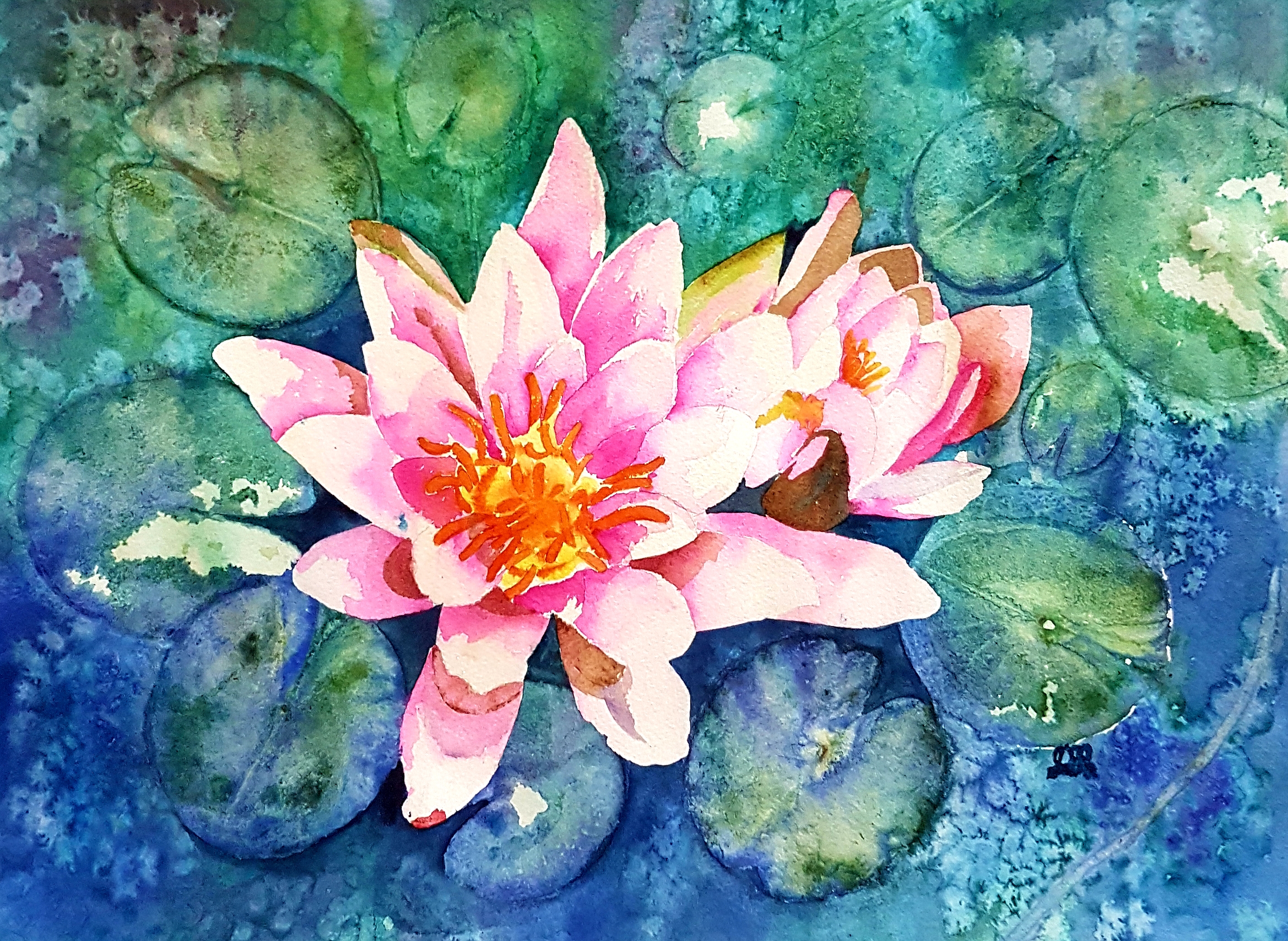 Spring Waterlily