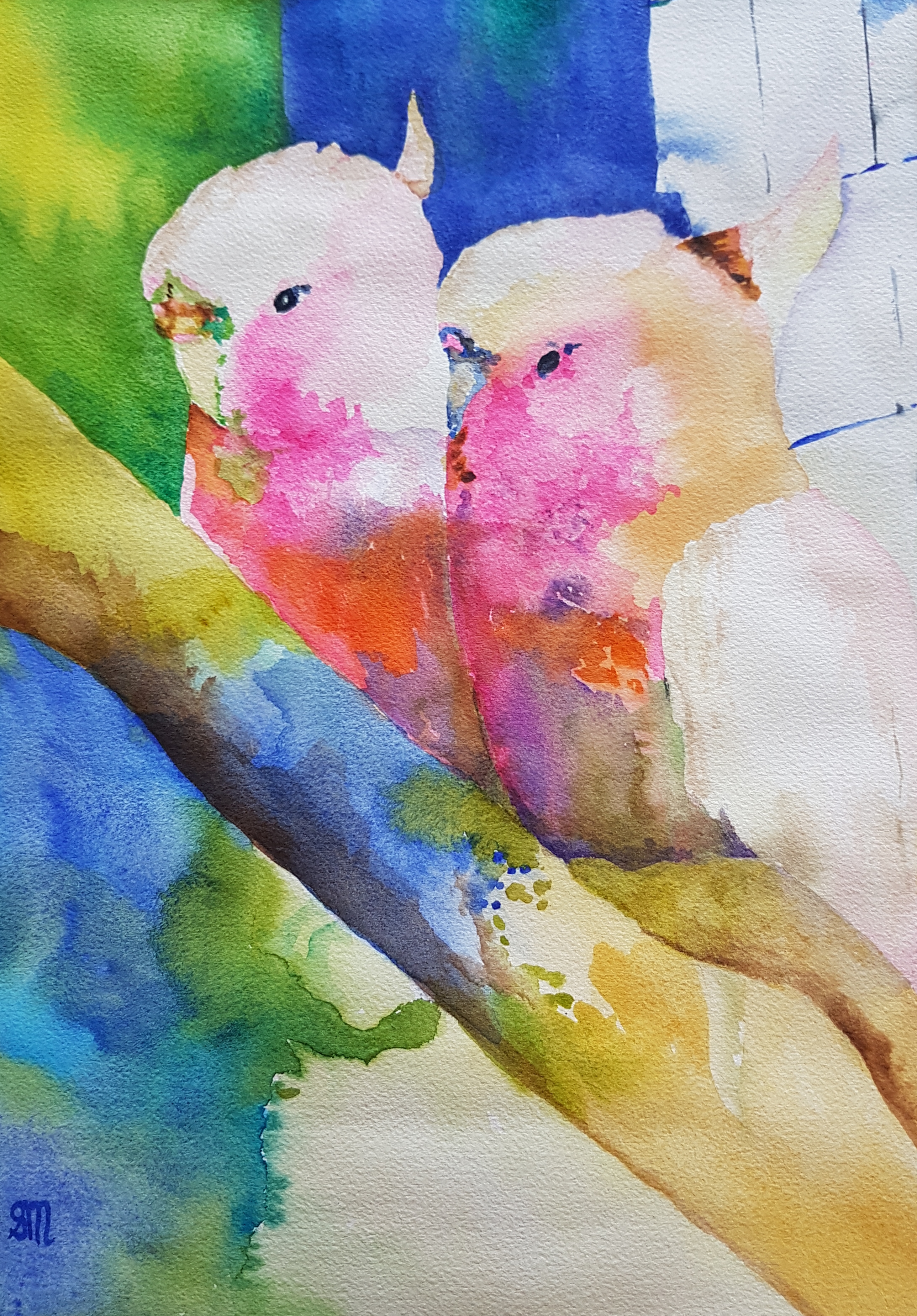 Caged Galahs