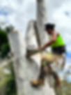 Tree Removal & Arborist Services Brisbane
