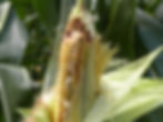 Managing Insect Pests in Corn Crops (NC-246)