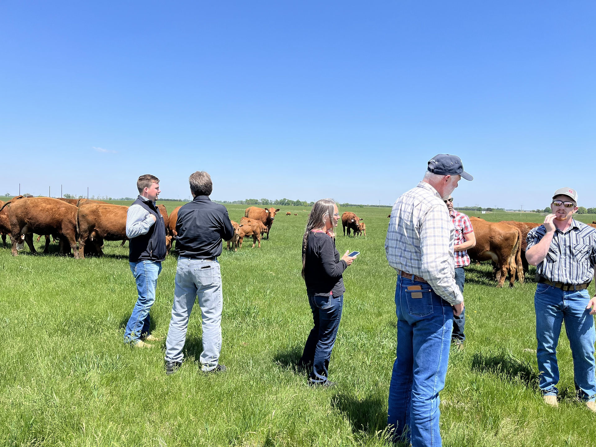 Researchers stand and converse in a green pasture with cattle around them.