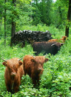 Waldwiese in Remingen