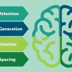 Your Brain's Learning Blueprint