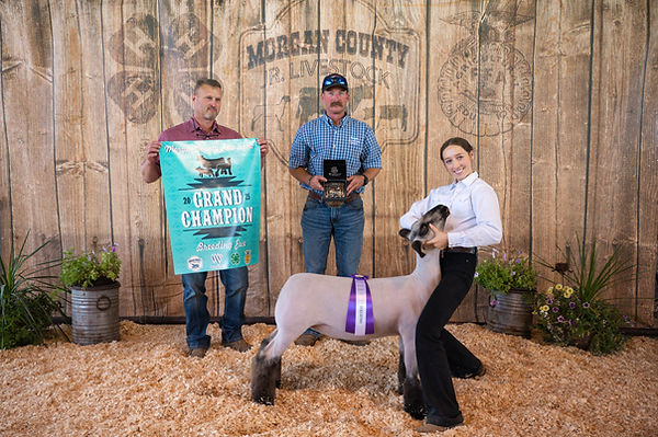 GC Breeding Ewe 25.jpg